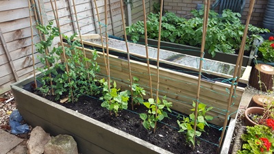 Crops!  Potatoes visible in far bed, peas and beans growing up canes in near bed