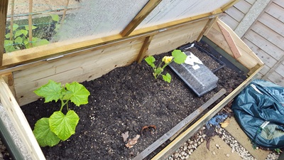 Plants under the coldframe