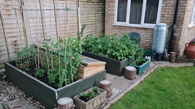 Crops growing nicely