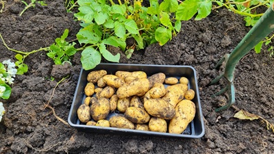 Potatoes harvested
